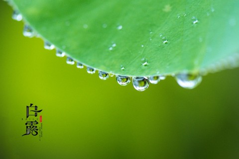 24节气白露适合发朋友圈的祝福说说