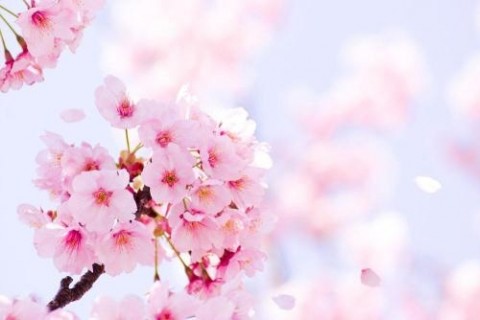 关于樱花的文艺唯美小清新句子说说
