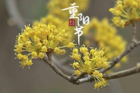 关于重阳节送朋友的简短祝福