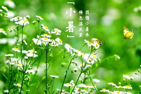 小暑节气祝福短信